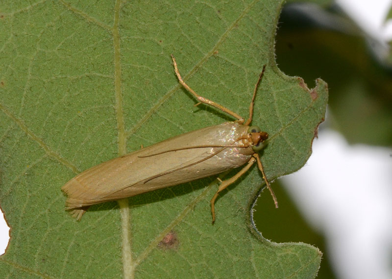 Eterocero x ID: Pyralidae, Selagia argyrella (cfr)